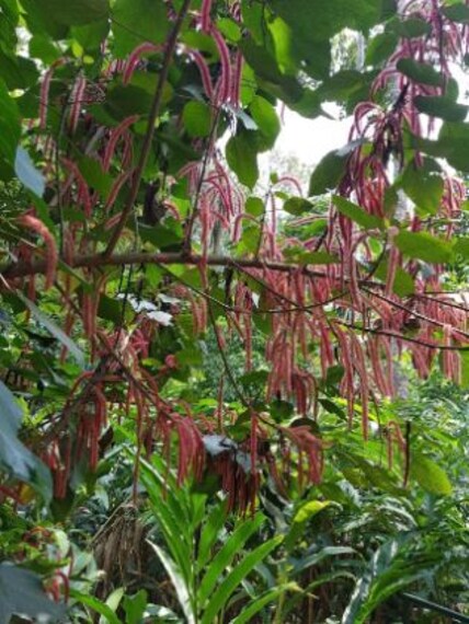 Abrahams Spice Garden-4